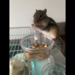 食べ物詰め込み中まめちゃん#ペット #ペット動画 #りす