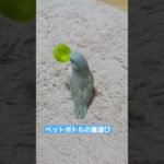 だいふく、ペットボトルの蓋あそび。 #マメルリハ #ひとり遊び #かわいい #癒し