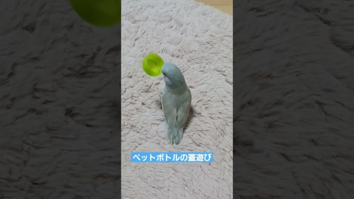 だいふく、ペットボトルの蓋あそび。 #マメルリハ #ひとり遊び #かわいい #癒し