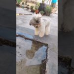 #おもしろペット #ペットのいる生活 #癒し動画 #犬のいる暮らし #猫のいる暮らし #笑える動画 #ペットあるある #わんこ動画 #にゃんこ動画 #ペットとの日常