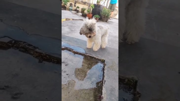 #おもしろペット #ペットのいる生活 #癒し動画 #犬のいる暮らし #猫のいる暮らし #笑える動画 #ペットあるある #わんこ動画 #にゃんこ動画 #ペットとの日常