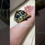 かめさんとあくび #かわいい #ペット #あくび #リクガメ