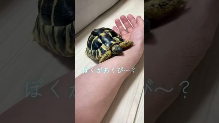 かめさんとあくび #かわいい #ペット #あくび #リクガメ