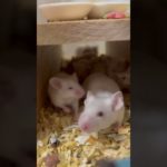 わが家のネズミ🐭たち#ペット