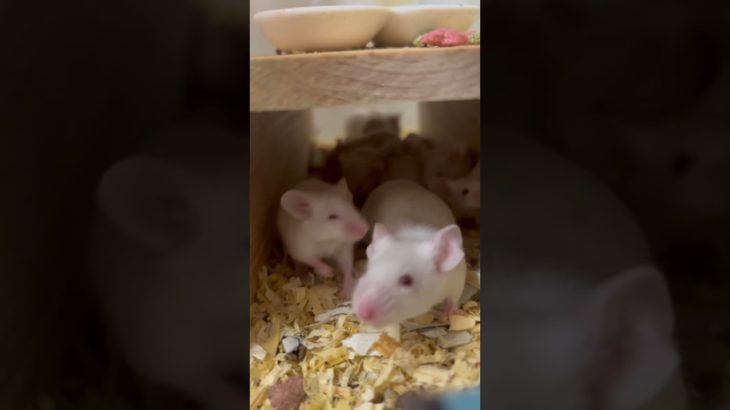 わが家のネズミ🐭たち#ペット