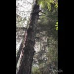 हुस्न पहाड़ों का #uttarakhand #हुस्न पहाड़ों का#forest#beauty of hills #beauty of tree