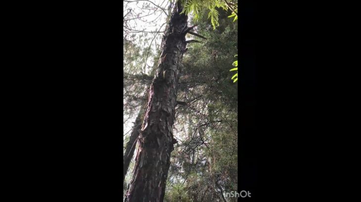 हुस्न पहाड़ों का #uttarakhand #हुस्न पहाड़ों का#forest#beauty of hills #beauty of tree