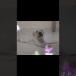 what’s your pet name??🐶💓🫀