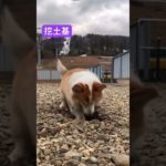 紀錄柯基犬生活點滴_08 | Recording the life of Corgis #corgis #柯基犬 #柯基 #柯基小短腿 #corgi #可愛い #cute