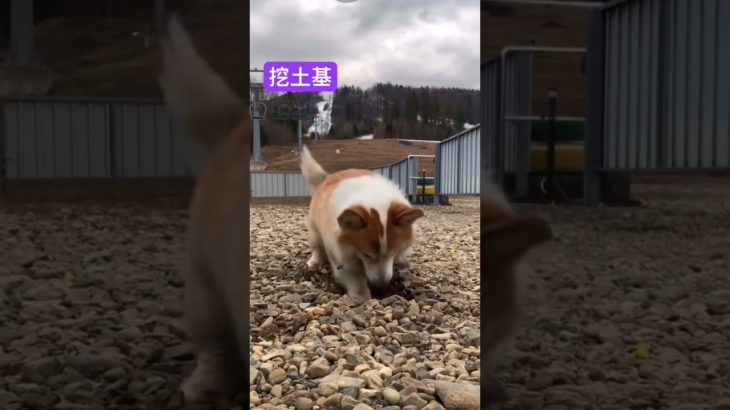 紀錄柯基犬生活點滴_08 | Recording the life of Corgis #corgis #柯基犬 #柯基 #柯基小短腿 #corgi #可愛い #cute