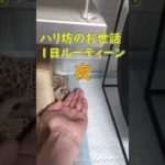 ハリ坊🦔　1日ルーティン（朝）　飼育費用　餌 #ペット #癒し #ハリネズミ #1日ルーティーン