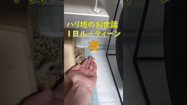 ハリ坊🦔　1日ルーティン（朝）　飼育費用　餌 #ペット #癒し #ハリネズミ #1日ルーティーン