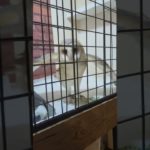 ふくろう日記1090