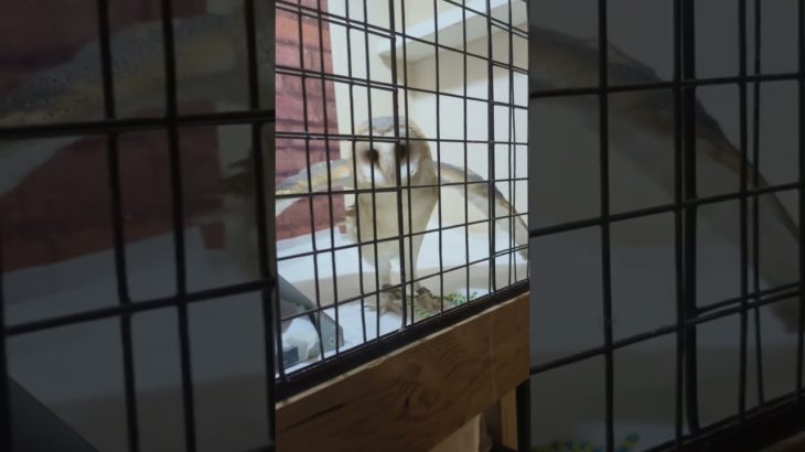 ふくろう日記1090