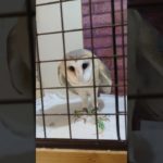 ふくろう日記1096