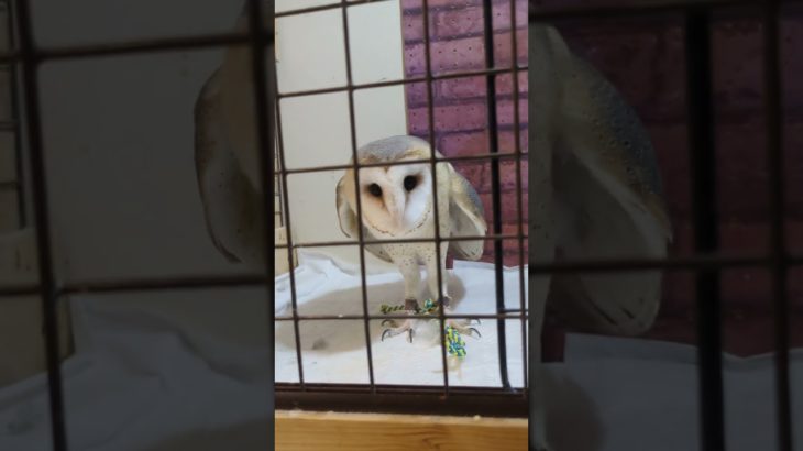 ふくろう日記1096