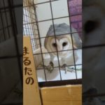 ふくろう日記1097