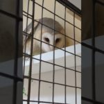 ふくろう日記1106