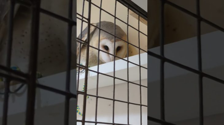 ふくろう日記1106