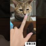 猫の日常1152 登録者1000人突破!!ありがとうございます!✨️