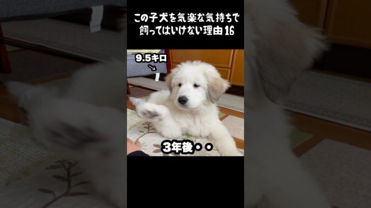 予想以上の成長をした子犬16 #greatpyrenees #癒し #大型犬のいる生活 #グレートピレニーズ #犬のいる生活 #犬のいる暮らし #愛犬 #ペット #可愛い #大型犬と暮らす