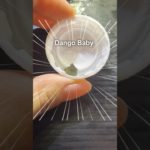 2025.4.16生まれのダンゴウオベイビー👶ペットボトルのキャップにちょこんと乗る姿が可愛すぎる💕#ダンゴウオ #aquarium #shorts #cuteanimal #japan #癒し