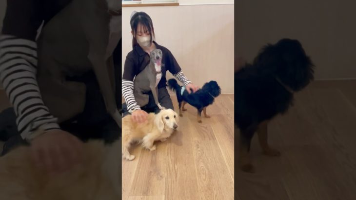 甘えん坊さん☺️💕💕 #20250803おうちホテル#ペットホテル#ケージフリー#静岡県袋井市 #ワンコワークス#大型犬#小型犬#中型犬#犬のいる暮らし#イヌバーシティ