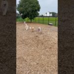 おもちゃ遊び🐩🐕💨 #20250809おうちホテル#ペットホテル#ケージフリー#静岡県袋井市 #ワンコワークス#大型犬#小型犬#中型犬#犬のいる暮らし#イヌバーシティ