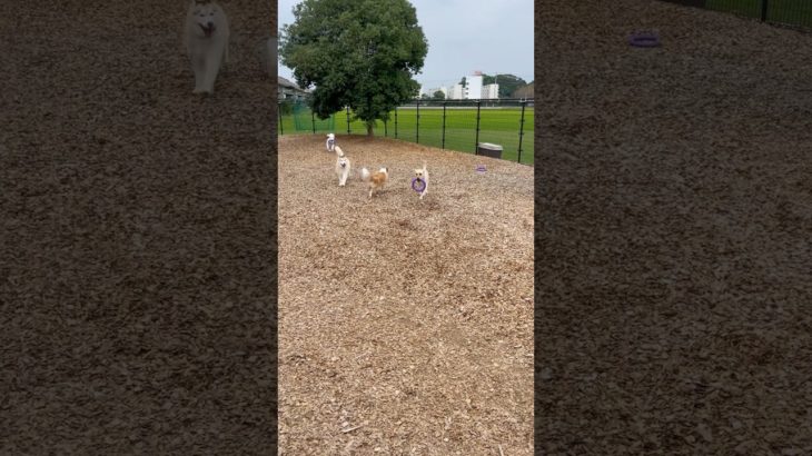 おもちゃ遊び🐩🐕💨 #20250809おうちホテル#ペットホテル#ケージフリー#静岡県袋井市 #ワンコワークス#大型犬#小型犬#中型犬#犬のいる暮らし#イヌバーシティ