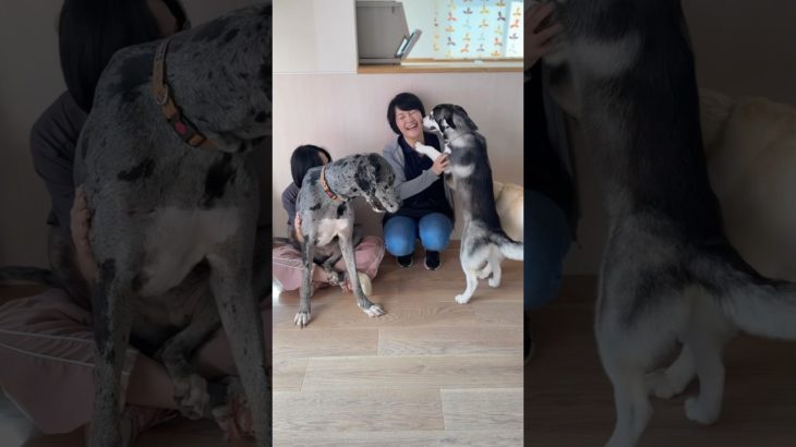 🐕🐕🐕 #20250822おうちホテル#ペットホテル#ケージフリー#静岡県袋井市 #ワンコワークス#大型犬#小型犬#中型犬#犬のいる暮らし#イヌバーシティ