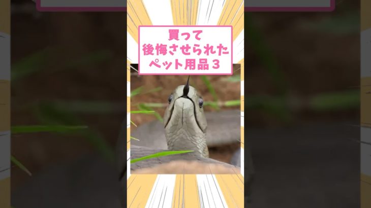 買って後悔させられたペット用品3 #動物 #猫 #猫のいる暮らし