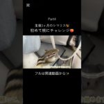 パート4です！ #シマリス #ペット #リス #動物 #ペットの暮らし #シマリスのいる生活 #ペットのいる暮らし #リスのいる生活 #小動物 #リスのある暮らし