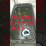 【8月24日】メダカの観察日誌#メダカ#めだか好き #ペット#shorts #めだかの繁殖#１人暮らしペット#バズれ #育てやすいペット#コスパの良いペット #アクアリウム#水槽部屋部屋