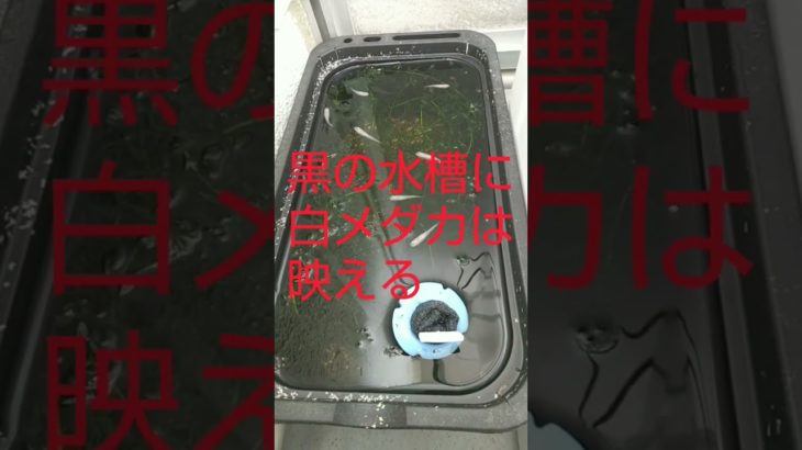 【8月24日】メダカの観察日誌#メダカ#めだか好き #ペット#shorts #めだかの繁殖#１人暮らしペット#バズれ #育てやすいペット#コスパの良いペット #アクアリウム#水槽部屋部屋