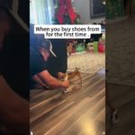 After you put shoes on your dog #可愛いペット #funny #funnyanimal #dogshoes #shoes #funnycute