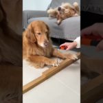 Ask it to do some work, but it’s timid. The cute pet has become a spirit. Golden retriever. Fant