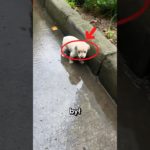 BIEDNY PORZUCONY SZCZENIACZEK 😭😭