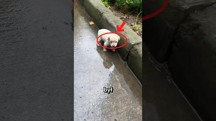 BIEDNY PORZUCONY SZCZENIACZEK 😭😭