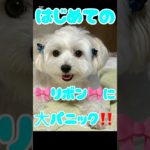 🎩Baron Marchewicz 🐾チビ男爵は リボンに大パニック‼️