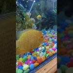 Breathtaking Underwater Scenes: The Beauty of Fish & Sea Life