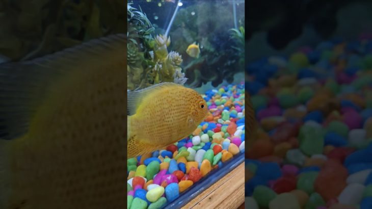 Breathtaking Underwater Scenes: The Beauty of Fish & Sea Life