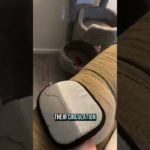 Cat hair remover glove 🐈 Pet hair removal glove 🦮 #fyp #pethairremoval #pethairremover #homehacks