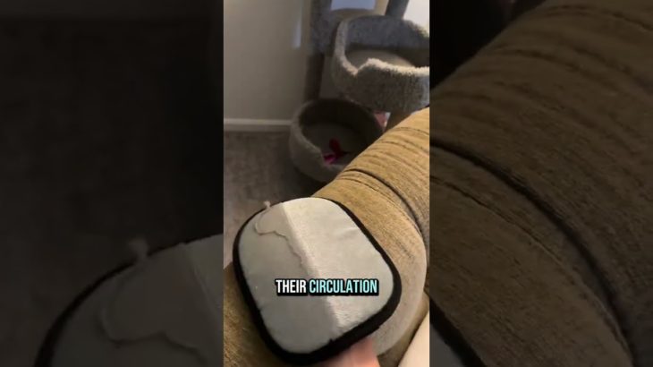 Cat hair remover glove 🐈 Pet hair removal glove 🦮 #fyp #pethairremoval #pethairremover #homehacks