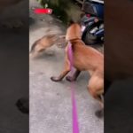 Cats vs Dogs WWE compilation – Ultimate Pet Wrestling Match.