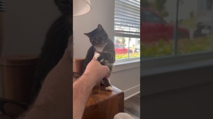 Caught a cat stealing food #cat #cats #funny #reels #pets #catvideos #animals #funnycats