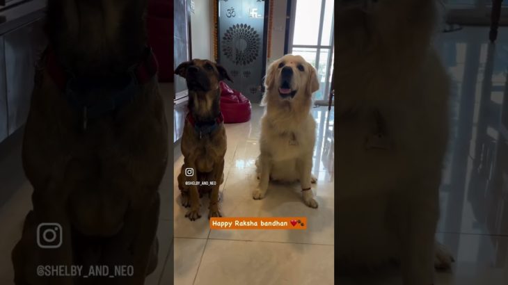 Celebrating Raksha Bandhan with my dogs – Handmade pet safe Rakhis