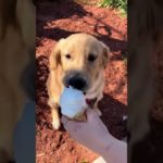 Funny and cute dogs compilation#funnydogs#cute#doglover#doglife#cure#dogshorts#pet#doglife#dogshorts