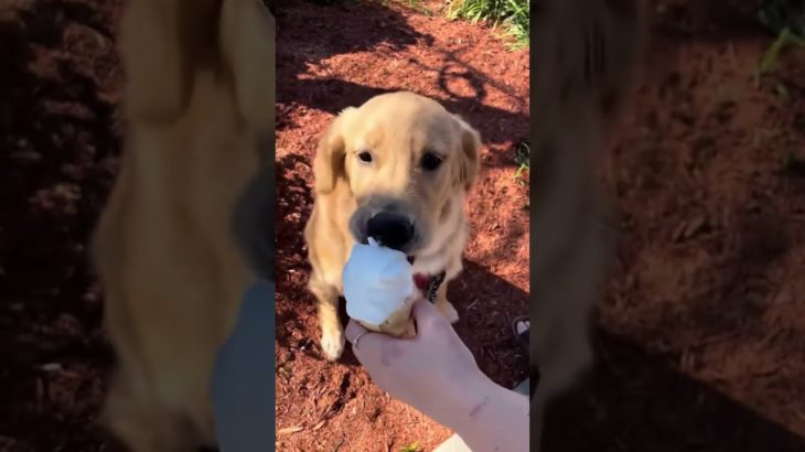 Funny and cute dogs compilation#funnydogs#cute#doglover#doglife#cure#dogshorts#pet#doglife#dogshorts