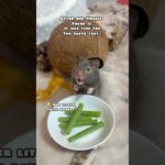 Her Cheek Pouches at the end 🤭 #shorts #hamsters #hamster #pets #pet