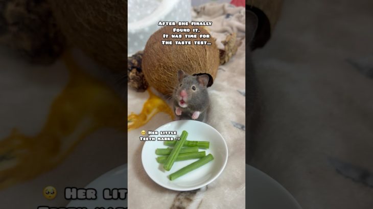 Her Cheek Pouches at the end 🤭 #shorts #hamsters #hamster #pets #pet